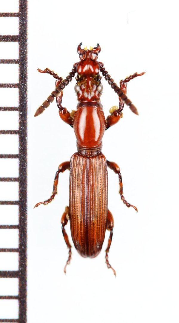 画像1: 好蟻性オニミツギリゾウムシの一種　Eremoxenini species　♂　モザンビーク