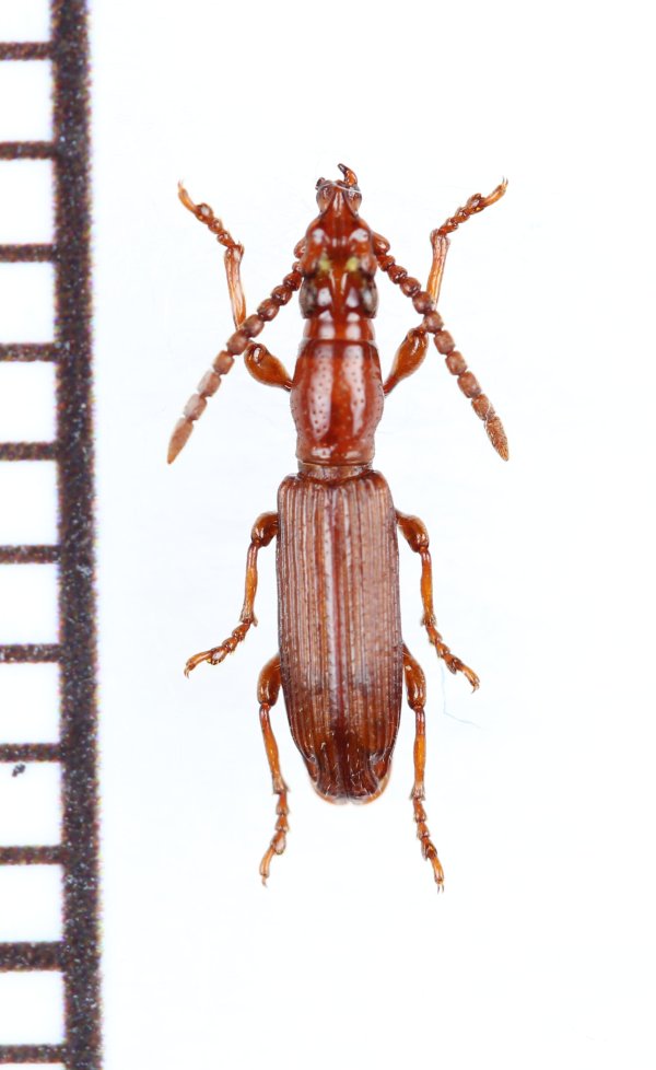 画像1: 好蟻性オニミツギリゾウムシの一種　Eremoxenini species　♂　ザンビア