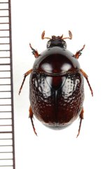 ヨツバコガネの一種　Parastasia sp.　パプアニューギニア（ニューギニア島）