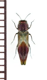 ヒシモンナガタマムシ　対馬