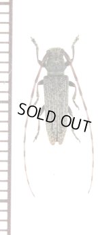 キンケチャイロカミキリ　♂　沖永良部島