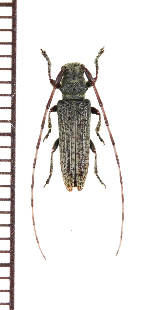 画像1: キンケチャイロカミキリ　♂　沖永良部島