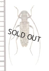 エラブモモブトトゲバカミキリ　♀　沖永良部島