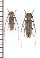 キンケチャイロカミキリ　ペア　沖永良部島