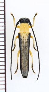 オキノエラブリンゴカミキリ　♂ 　沖永良部島