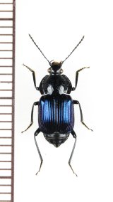 オサシデムシモドキの一種　Apatetica sp.　ベトナム北西部