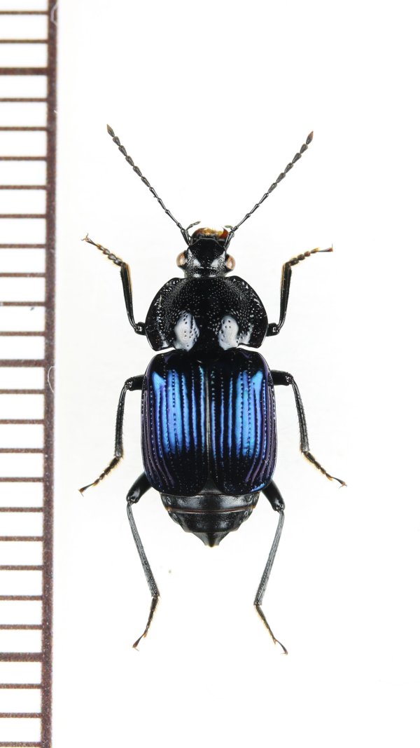 画像1: オサシデムシモドキの一種　Apatetica sp.　ベトナム北西部