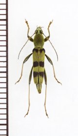 フタオビミドリトラカミキリ　奄美大島