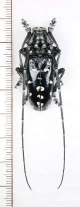 トクノシマゴマダラカミキリ　特大♂　徳之島