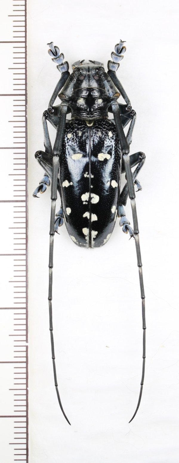 画像1: トクノシマゴマダラカミキリ　特大♂　徳之島