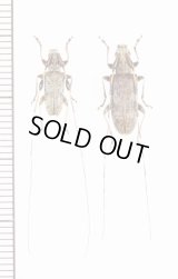 アマミコブヒゲカミキリ　ペア　奄美大島