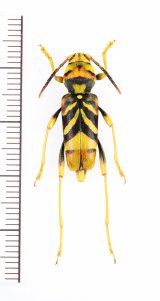 トラフカミキリ　奄美諸島・沖縄諸島亜種　♀　奄美大島