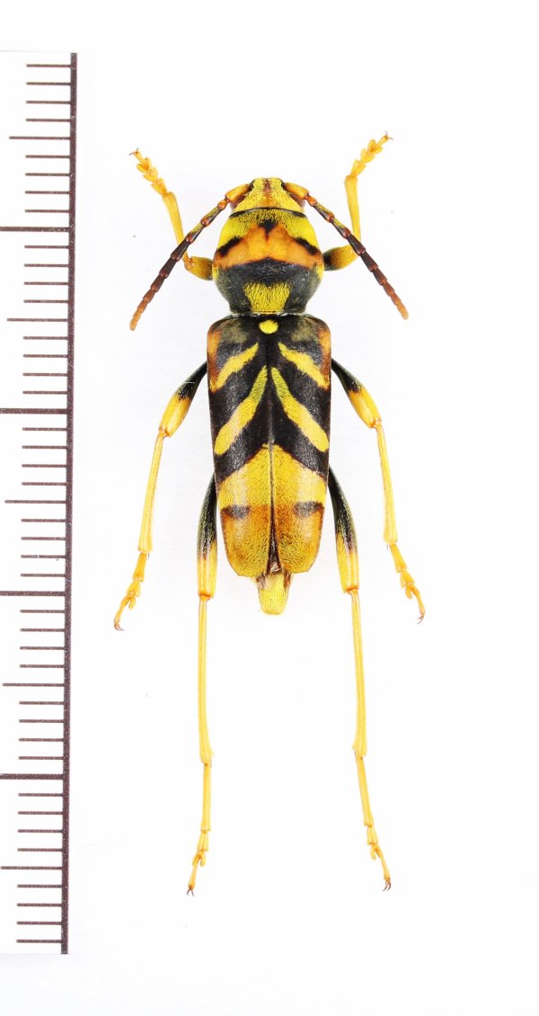 画像1: トラフカミキリ　奄美諸島・沖縄諸島亜種　♀　奄美大島