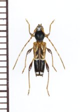 アマミアラカワシロヘリトラカミキリ　♀　奄美大島