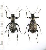 ゴミムシダマシの一種　Morphostenophanes sp.　ペア　ベトナム北西部