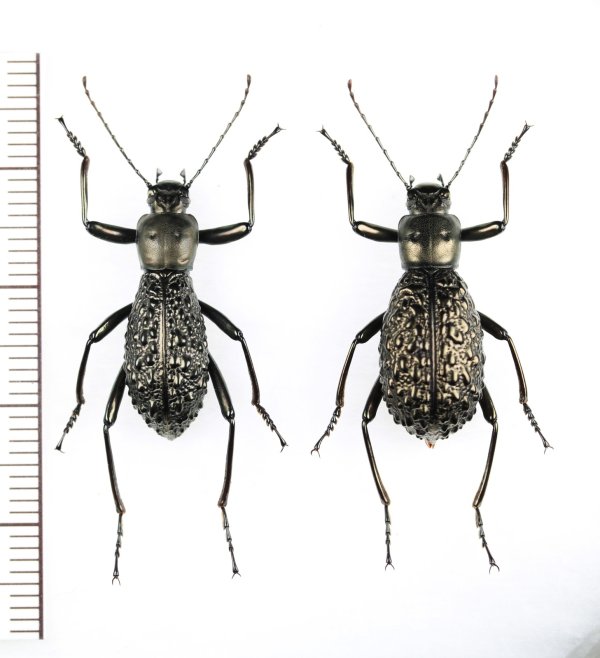 画像1: ゴミムシダマシの一種　Morphostenophanes sp.　ペア　ベトナム北西部
