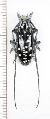 トクノシマゴマダラカミキリ　♂　徳之島