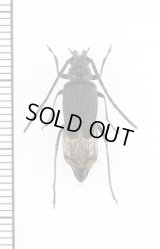 クロコバネカミキリ　♀　奄美大島