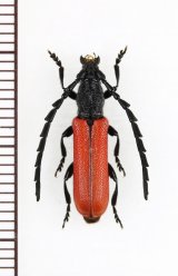 アマミクスベニカミキリ　♂　奄美大島