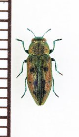 キュウシュウクロホシタマムシ　日本亜種　奄美大島