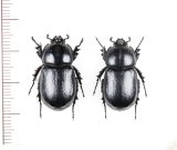 コカブトムシ　奄美亜種　ペア　奄美大島