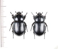 コカブトムシ　奄美亜種　ペア　奄美大島