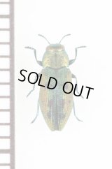 キュウシュウクロホシタマムシ　日本亜種　奄美大島