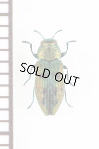 キュウシュウクロホシタマムシ　日本亜種　奄美大島