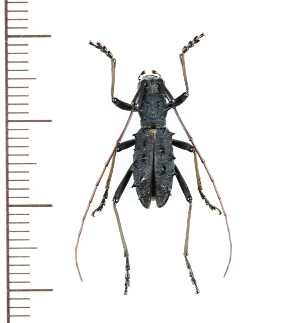 画像1: カミキリムシの一種　Lonyarbon motuoensis 　♂　中国（チベット自治区）