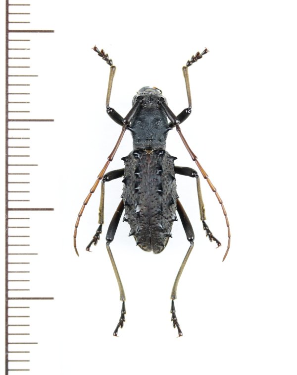 画像1: カミキリムシの一種　Lonyarbon motuoensis 　♀　中国（チベット自治区）