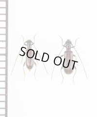 ツシマアメイロカミキリ　名義タイプ亜種　ペア　対馬