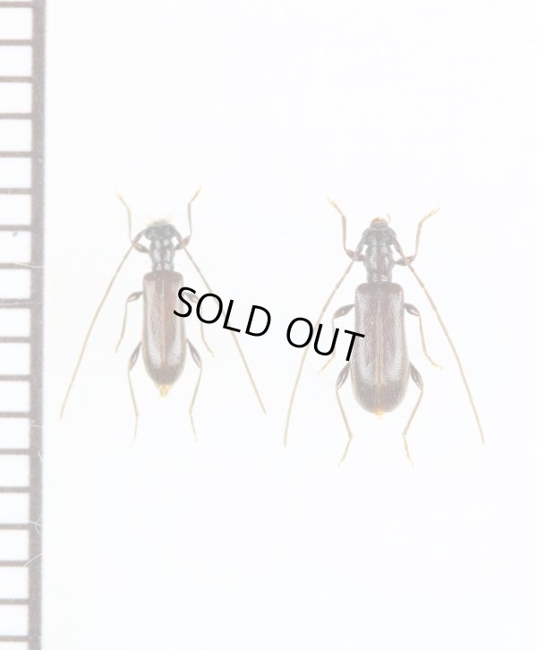 画像1: ツシマアメイロカミキリ　名義タイプ亜種　ペア　対馬