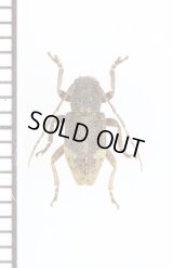 キュウシュウハネナシサビカミキリ　♀　トカラ列島（中之島）