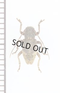 キュウシュウハネナシサビカミキリ　♀　トカラ列島（中之島）