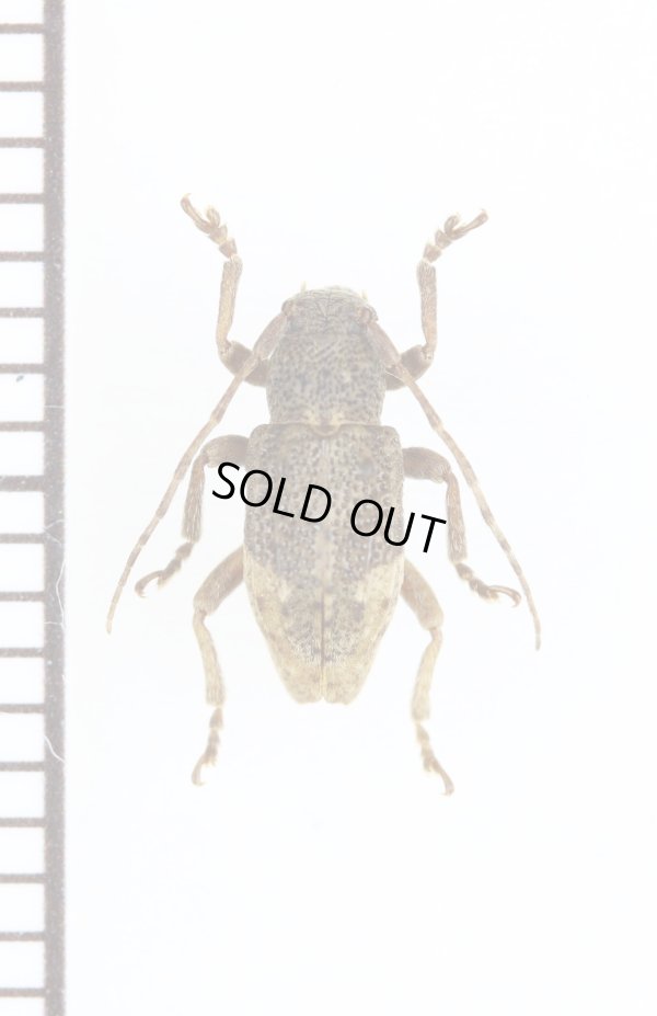 画像1: キュウシュウハネナシサビカミキリ　♀　トカラ列島（中之島）