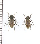 コシキハネナシサビカミキリ　ペア　下甑島