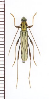 カンボウトラカミキリ　名義タイプ亜種　♀　対馬