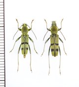 フタオビミドリトラカミキリ　名義タイプ亜種　ペア　八丈島