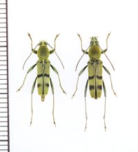 フタオビミドリトラカミキリ　名義タイプ亜種　ペア　八丈島