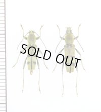 フタオビミドリトラカミキリ　名義タイプ亜種　ペア　八丈島