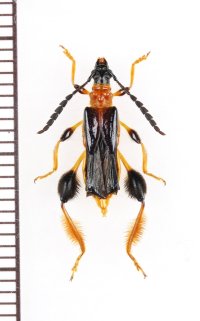 スネケブカヒロコバネカミキリ　♀　対馬