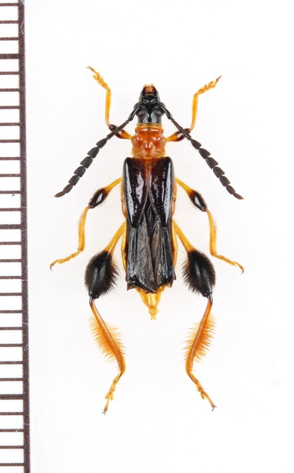 画像1: スネケブカヒロコバネカミキリ　♀　対馬