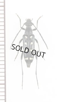 キモンハナカミキリ　♀　対馬