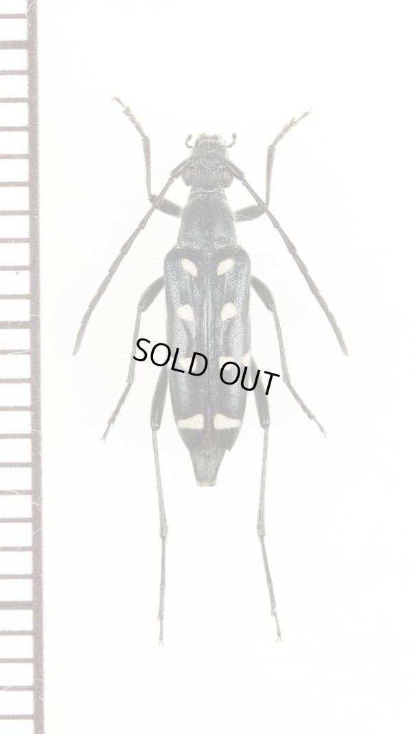 画像1: キモンハナカミキリ　♀　対馬