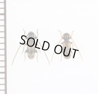 ツシマニイジマチビカミキリ　ペア　対馬