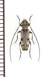 キュウシュウトゲバカミキリ　♀　奄美大島