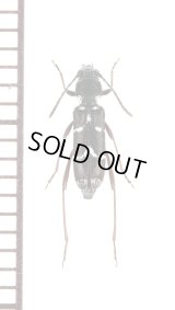 アマミズマルトラカミキリ　♀　奄美大島