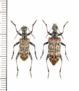 エゾハイイロハナカミキリ　ペア　  北海道