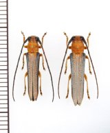 ミヤコリンゴカミキリ　ペア　宮古島