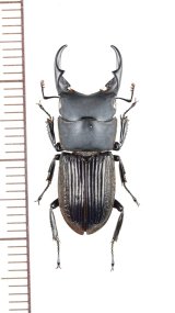 ネブトクワガタの一種　Aegus sp.　♂　ベトナム北東部